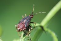 Deraeocoris ruber