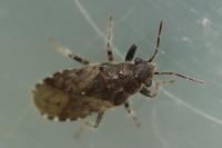 Heterogaster urticae