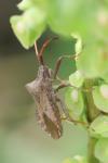 Coreus marginatus