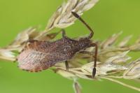 Coriomeris denticulatus