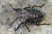 Pentatoma rufipes