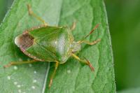 Palomena prasina