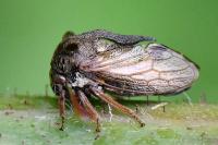 Centrotus cornutus