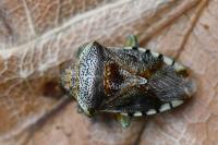Elasmucha grisea