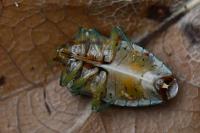 Elasmucha grisea