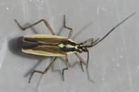 Leptopterna dolabrata