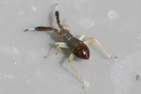 Heterotoma planicornis