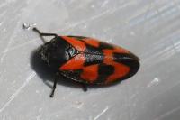Cercopis vulnerata