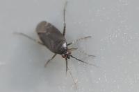 Plagiognathus arbustorum