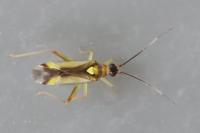 Campyloneura virgula