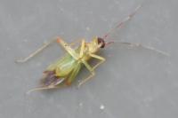 Campyloneura virgula