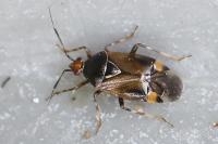 Deraeocoris flavilinea