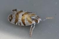 Tachycixius venustulus