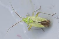 Closterotomus norwegicus