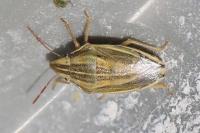 Aelia acuminata