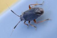 Capsus ater