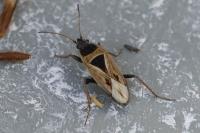 Xanthochilus quadratus