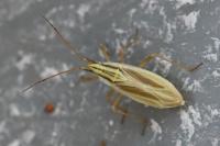 Acetropis gimmerthalii