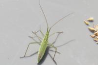 Megaloceroea recticornis