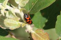 Cercopis vulnerata