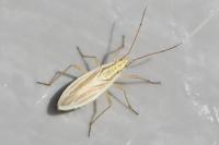 Acetropis gimmerthalii