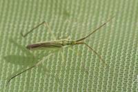Megaloceroea recticornis