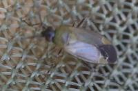 Plagiognathus arbustorum