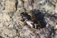 Megalonotus praetextatus