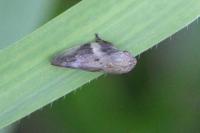 Aphrophora alni