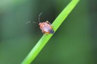 Deraeocoris ruber