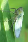 Cicadella viridis
