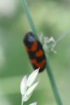 Cercopis vulnerata