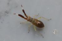 Heterotoma planicornis