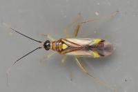 Campyloneura virgula
