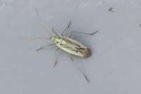 Stenotus binotatus