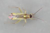 Campyloneura virgula