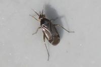 Plagiognathus arbustorum