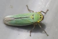Cicadella viridis