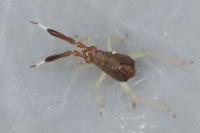 Heterotoma planicornis