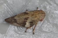 Aphrophora alni