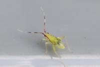 Campyloneura virgula