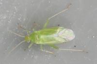 Blepharidopterus diaphanus