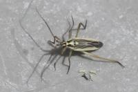 Leptopterna dolabrata