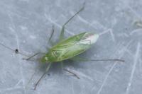 Blepharidopterus diaphanus