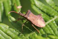 Coreus marginatus
