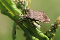 Coreus marginatus