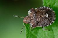 Dyroderes umbraculatus