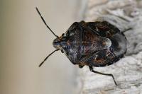 Holcogaster fibulata
