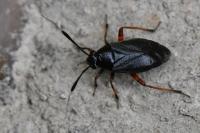 Capsus ater