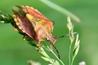 Carpocoris purpureipennis